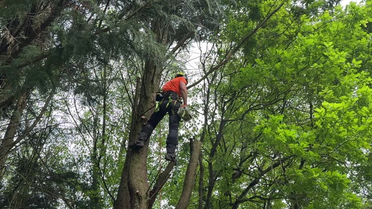 Professional Tree Services in Pink, OK